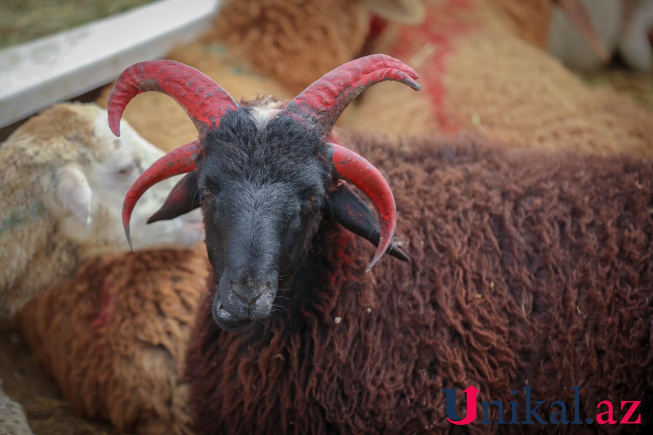 Bakı sakinləri qurban kəsir - FOTOLAR