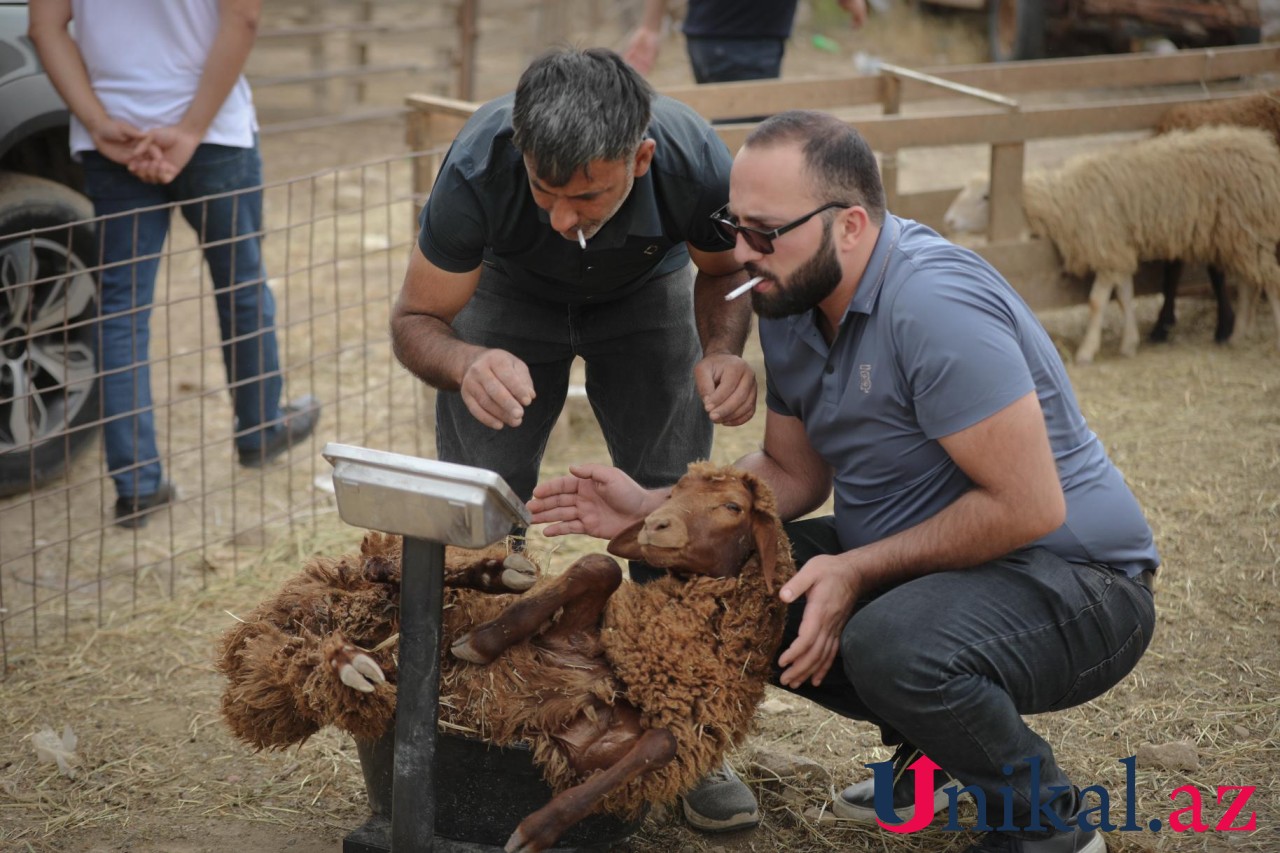 Bakı sakinləri qurban kəsir - FOTOLAR