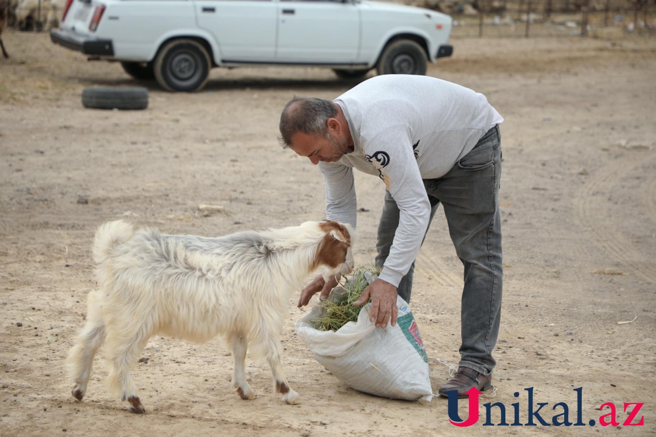 Bakı sakinləri qurban kəsir - FOTOLAR