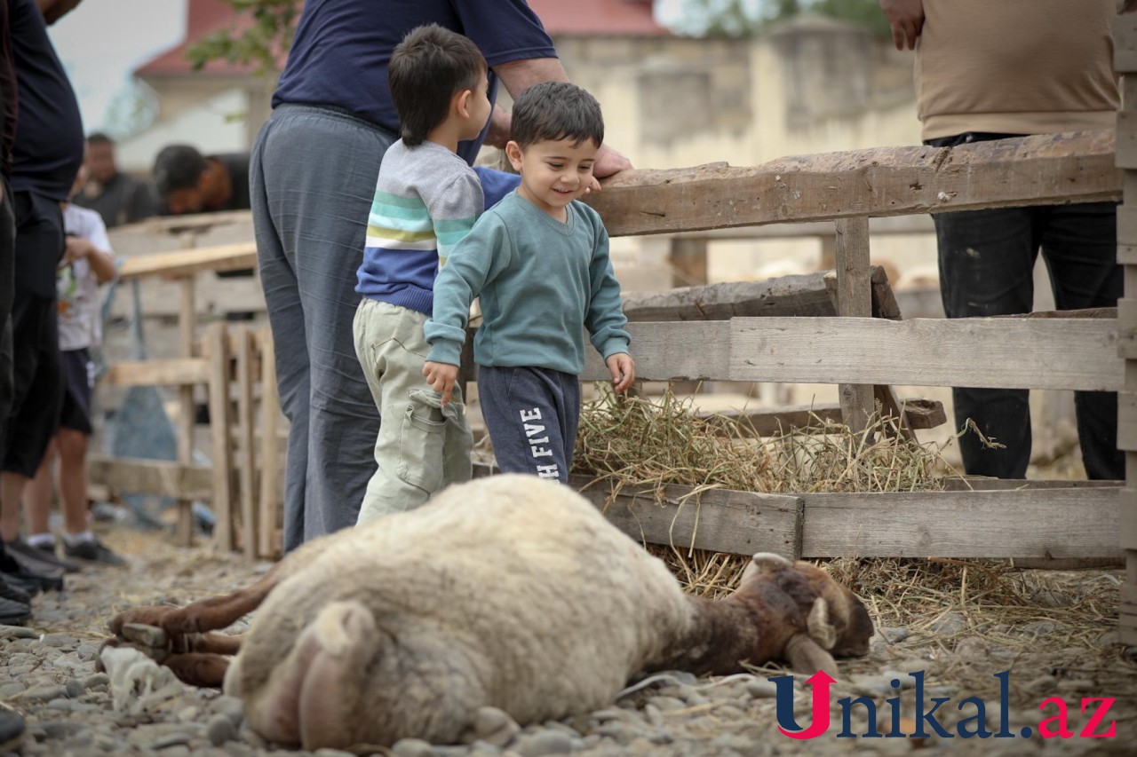 Bakı sakinləri qurban kəsir - FOTOLAR