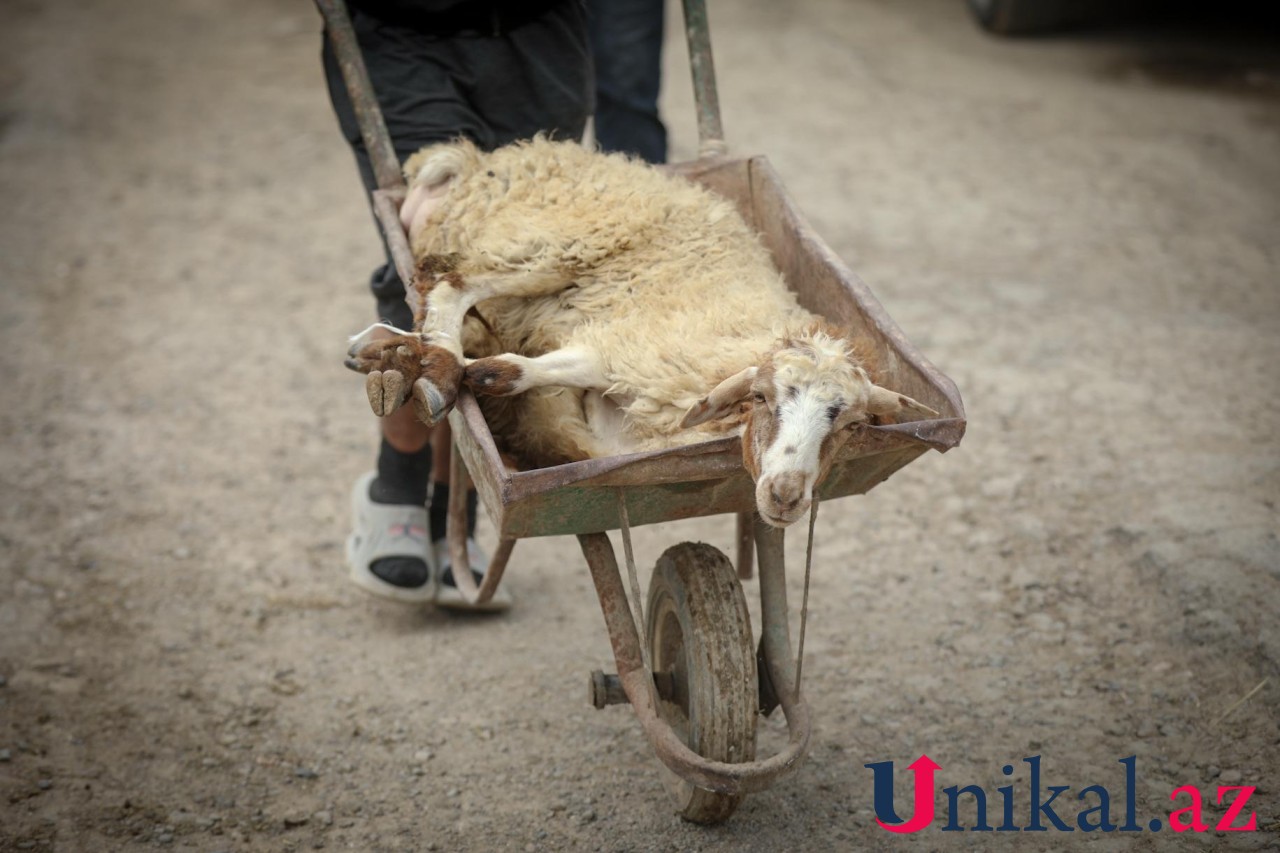Bakı sakinləri qurban kəsir - FOTOLAR