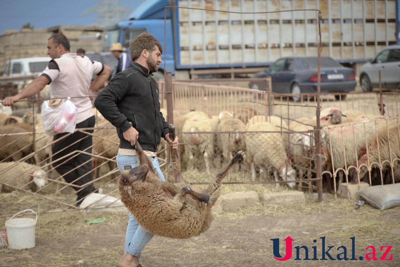 Bakı sakinləri qurban kəsir - FOTOLAR