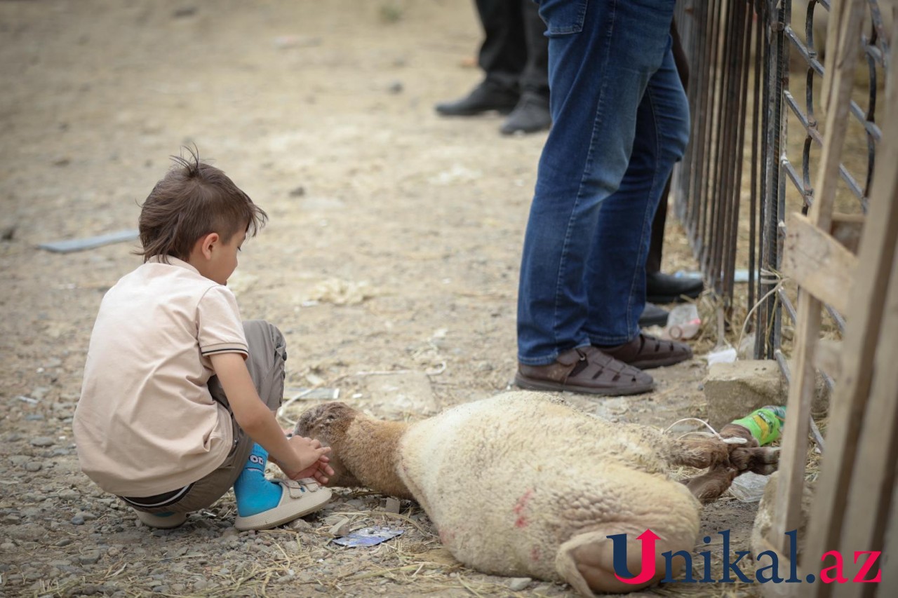 Bakı sakinləri qurban kəsir - FOTOLAR