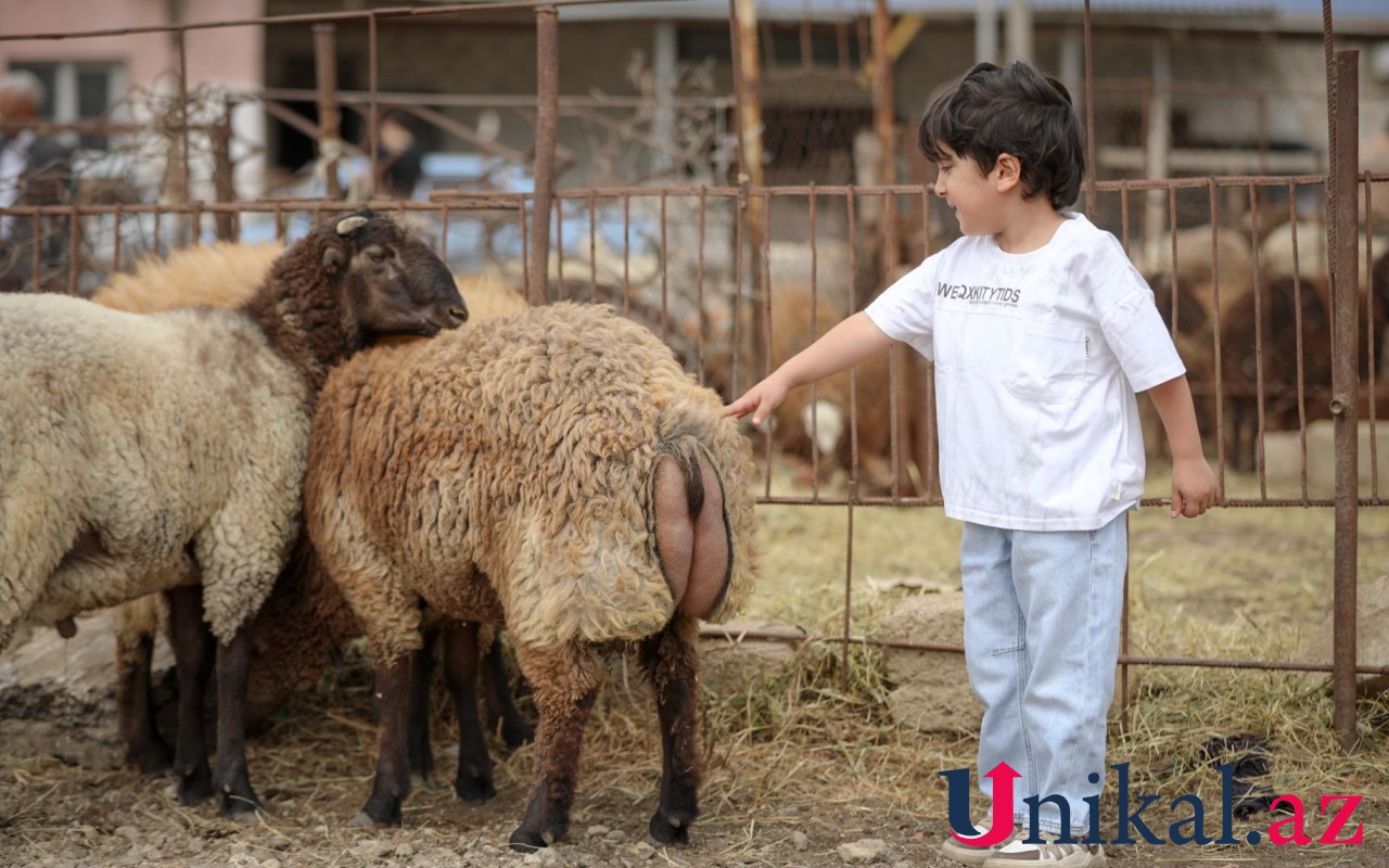 Bakı sakinləri qurban kəsir- FOTOLAR Bakı sakinləri qurban kəsir- FOTOLAR