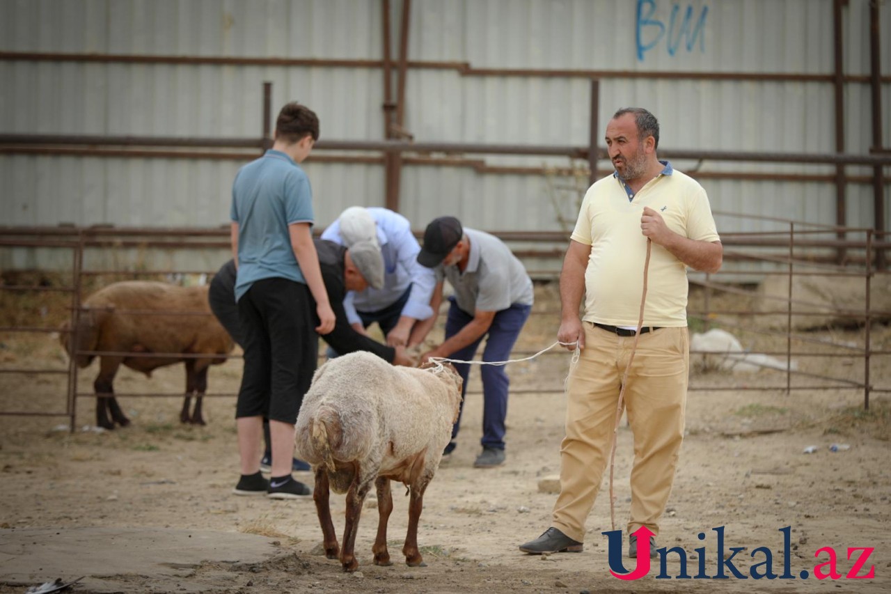 Bakı sakinləri qurban kəsir - FOTOLAR