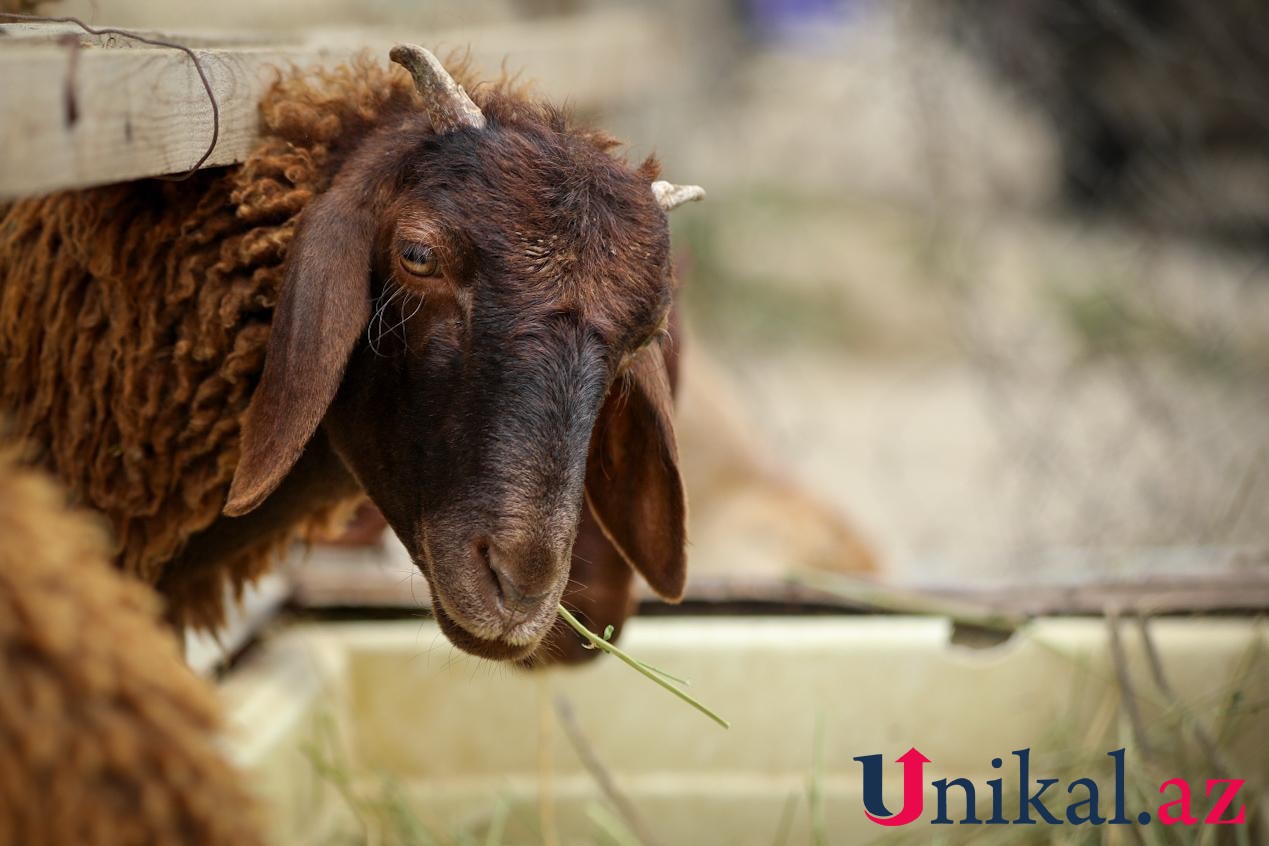 Bakı sakinləri qurban kəsir - FOTOLAR
