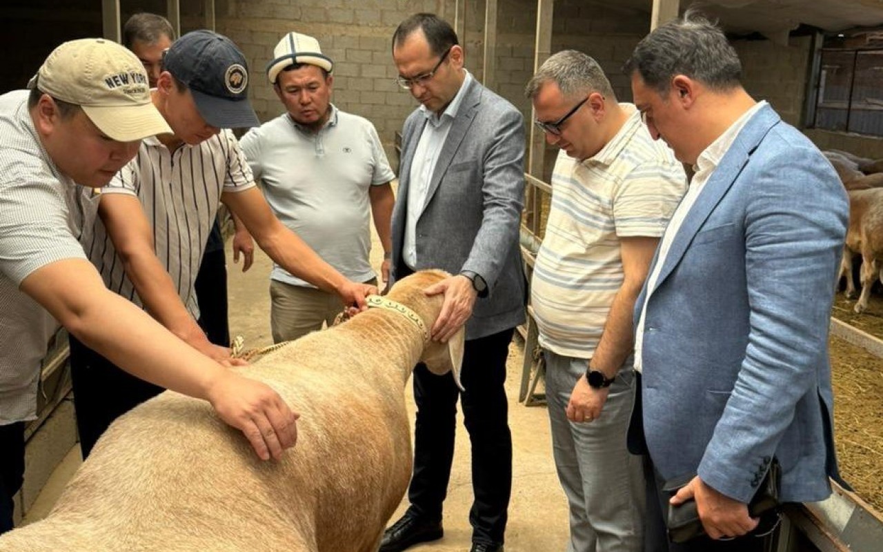 Nazir Qırğız Respublikasının heyvandarlıq təsərrüfatları ilə tanış olub -FOTOLAR