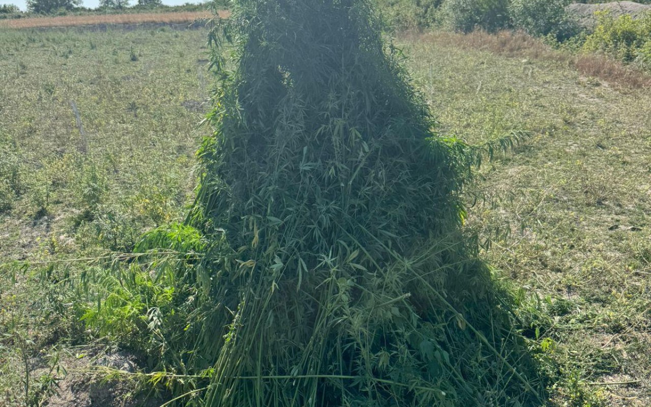 4,5 ton çətənə kolu məhv edildi