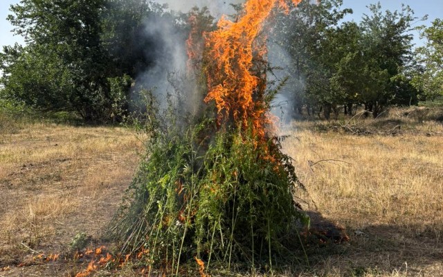Samuxda yabanı halda bitən 3 tondan çox çətənəməhv edilib Samuxda yabanı halda bitən 3 tondan çox çətənəməhv edilib