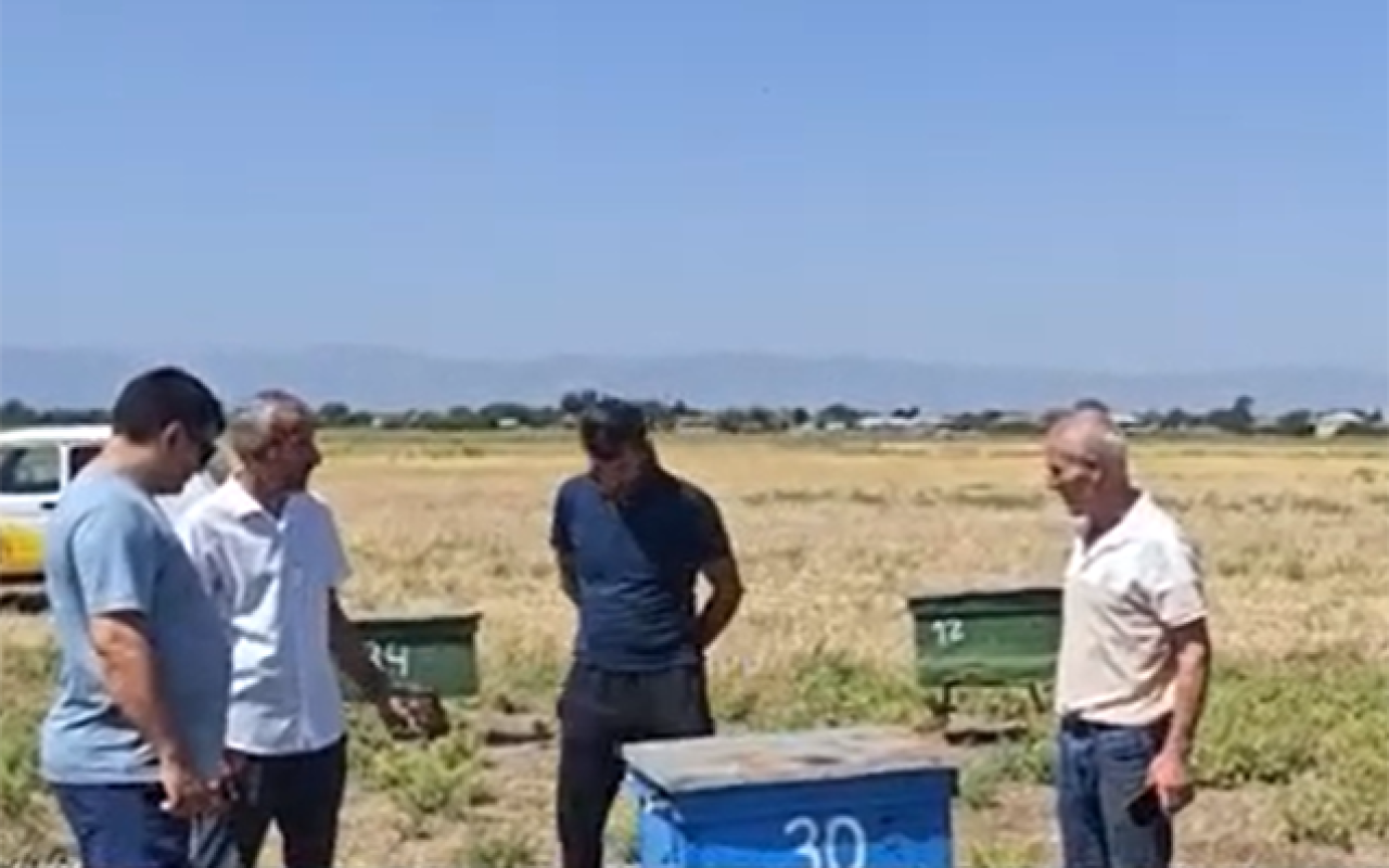Masallıda arı təsərrüfatlarına zəhər vuraraq məhv etdilər- VİDEO Masallıda arı təsərrüfatlarına zəhər vuraraq məhv etdilər- VİDEO