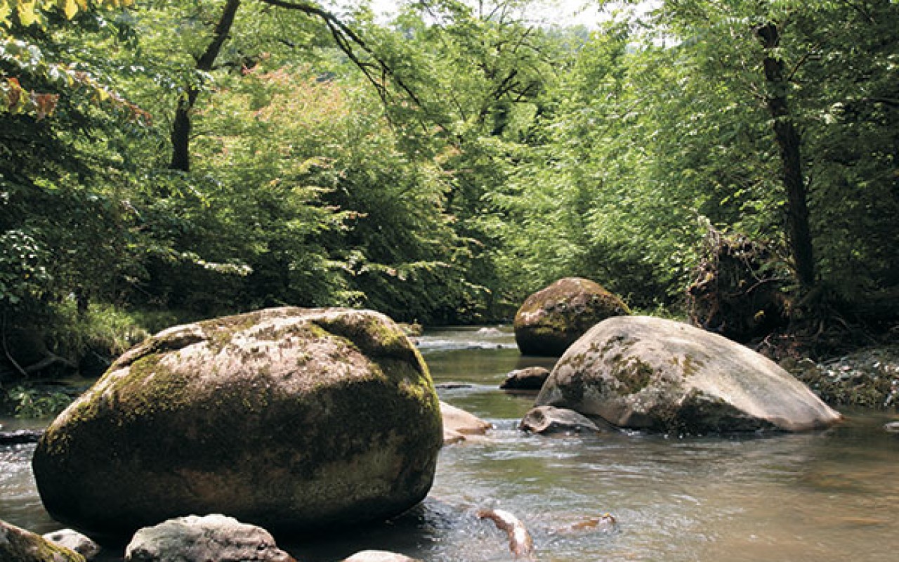 Milli parklara səfər edən turistlərin sayı artıb Milli parklara səfər edən turistlərin sayı artıb