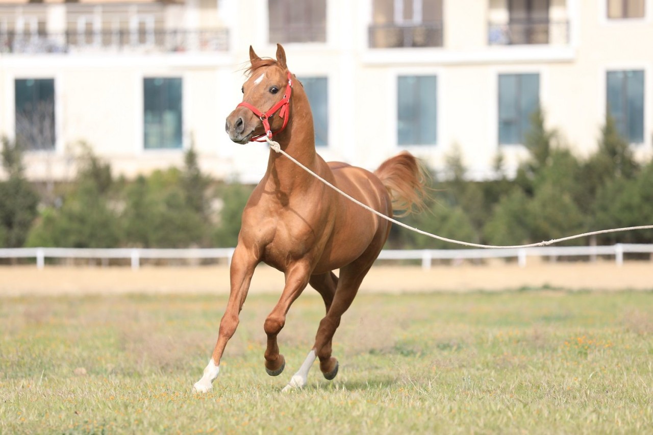 Qarabağ və Dilbaz at cinslərinin genetik xəritəsi hazırlanır - FOTOLAR