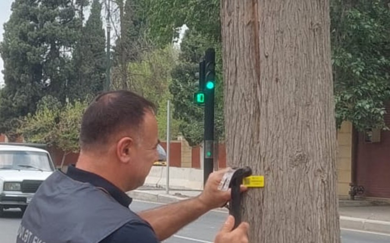 Gəncədə quru və qəzalı ağacların yenilənməsi işlərinə başlandı
