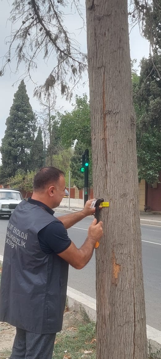 Gəncədə qurumuş ağacların elektron nişanlanmasına start verildi - FOTOLAR