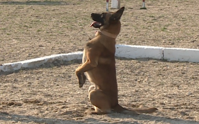 Bu itlərdən təlimlərdə istifadə edilə biləcək 
