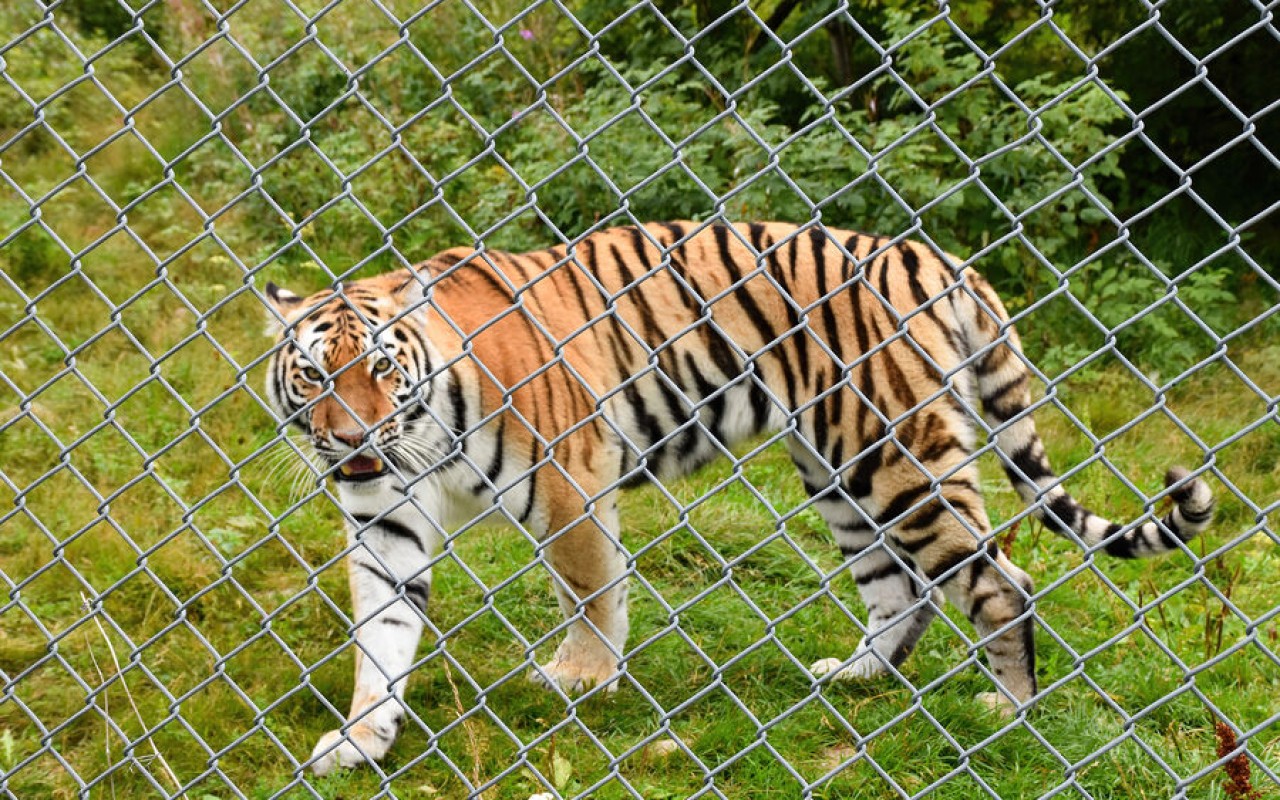 Finlandiyada zoopark 1 avroya satıldı 