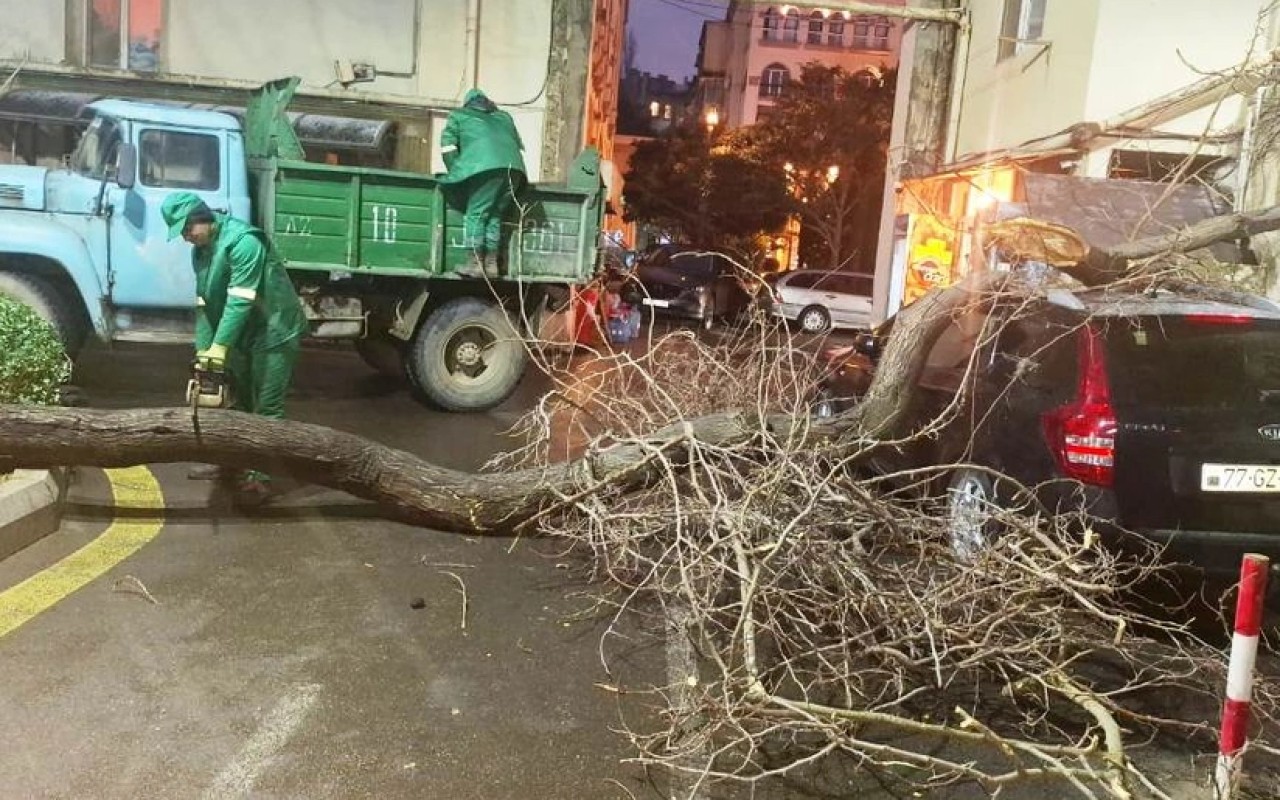 Bakıda iki gündə 78 ağac sınıb 