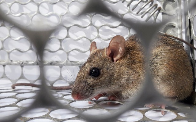 Dünyanın yeni bəlası hantavirus