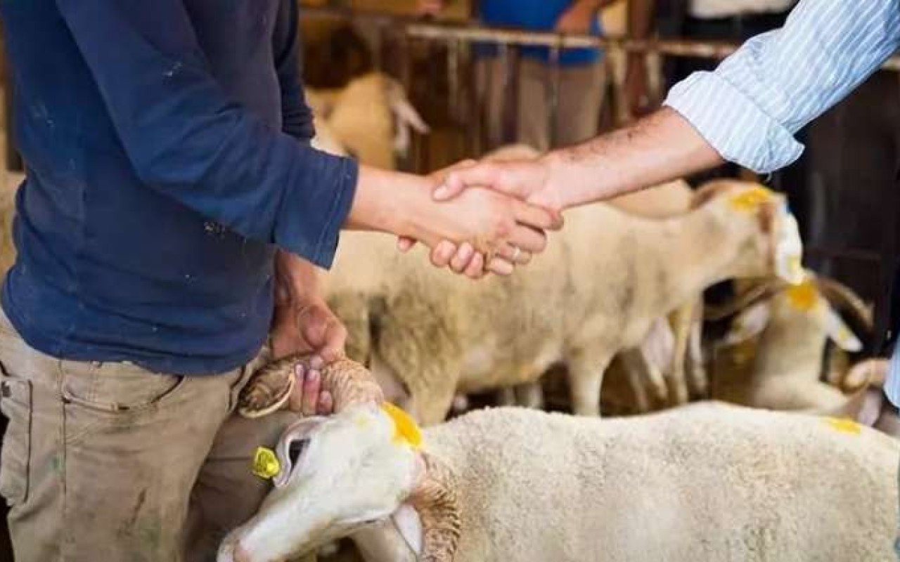 Qurban bayramı öncəsi heyvan bazarında