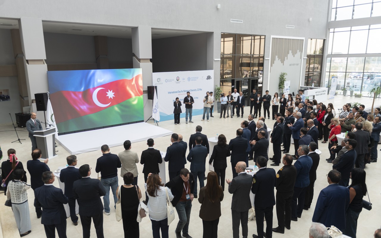 Neftçalada Xəzər dənizinə nərə cinsli balıq körpələri buraxılıb -
