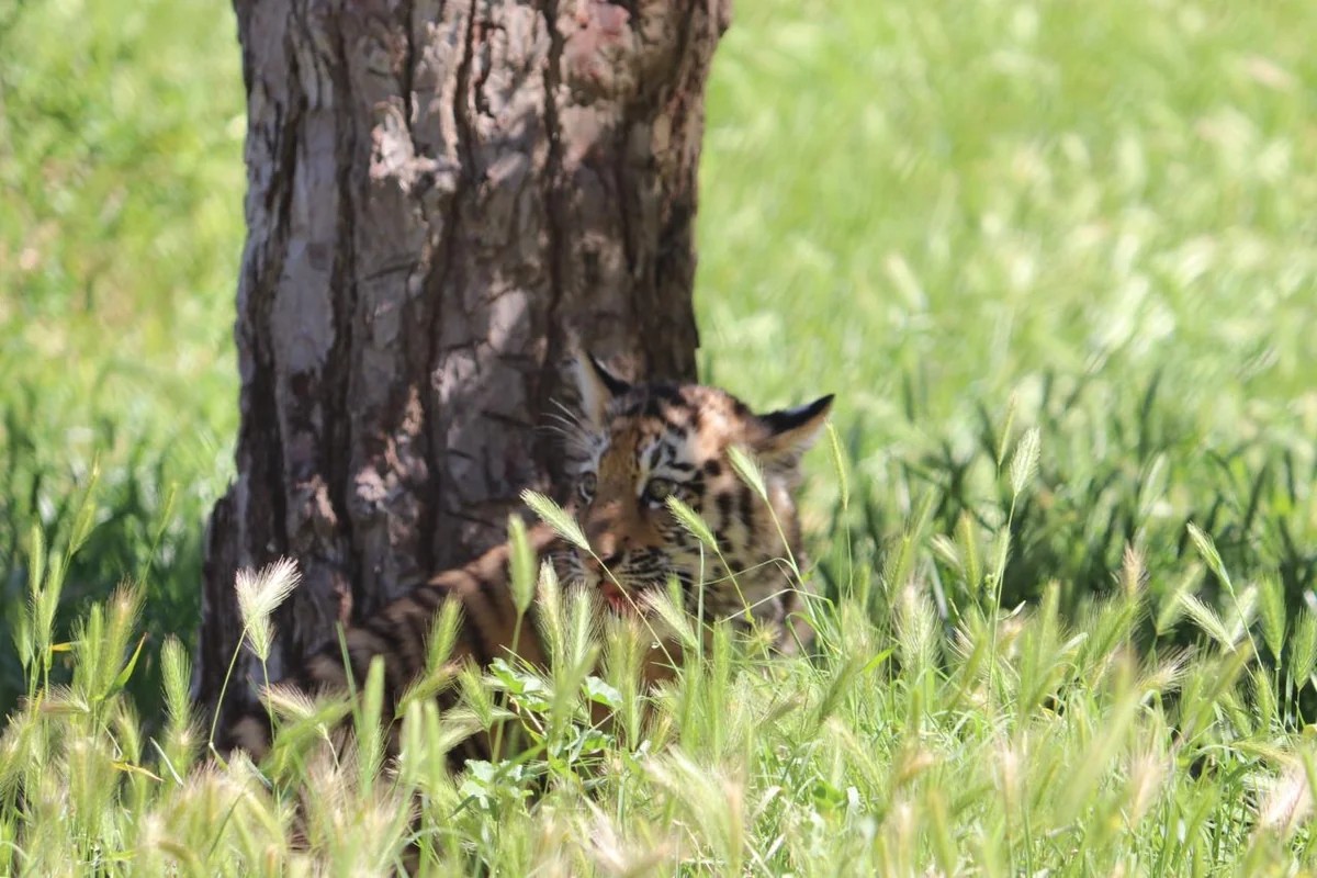 Bakı Zooloji Parkında Amur pələngi balaları dünyaya gəlib - FOTOLAR