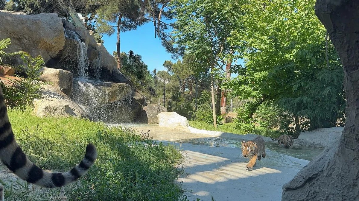 Bakı Zooloji Parkında Amur pələngi balaları dünyaya gəlib - FOTOLAR