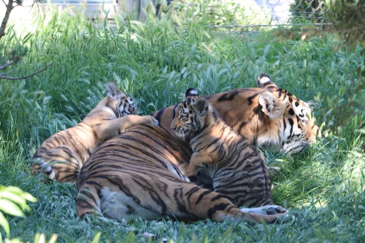 Bakı Zooloji Parkında Amur pələngi balaları dünyaya gəlib - FOTOLAR