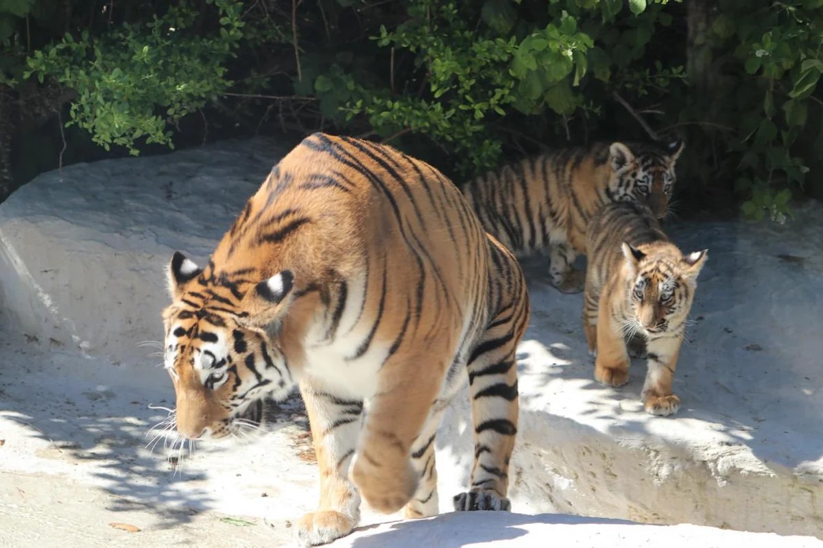 Bakı Zooloji Parkında Amur pələngi balaları dünyaya gəlib - FOTOLAR