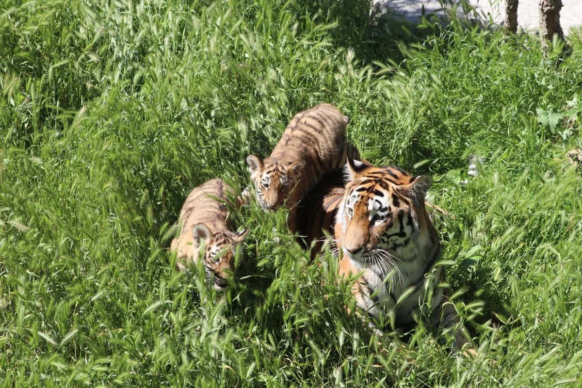 Bakı Zooloji Parkında Amur pələngi balaları dünyaya gəlib - FOTOLAR