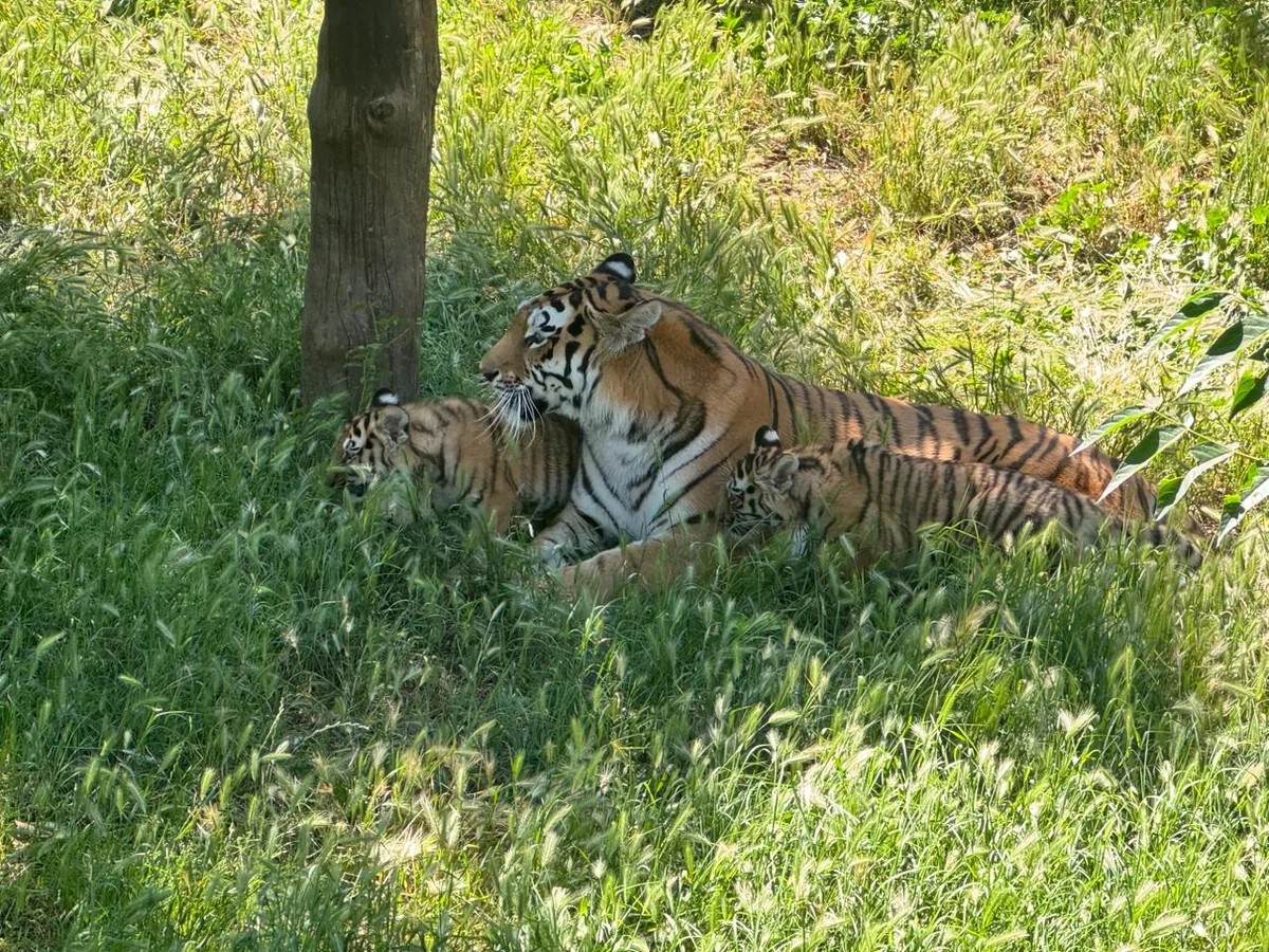 Bakı Zooloji Parkında Amur pələngi balaları dünyaya gəlib - FOTOLAR