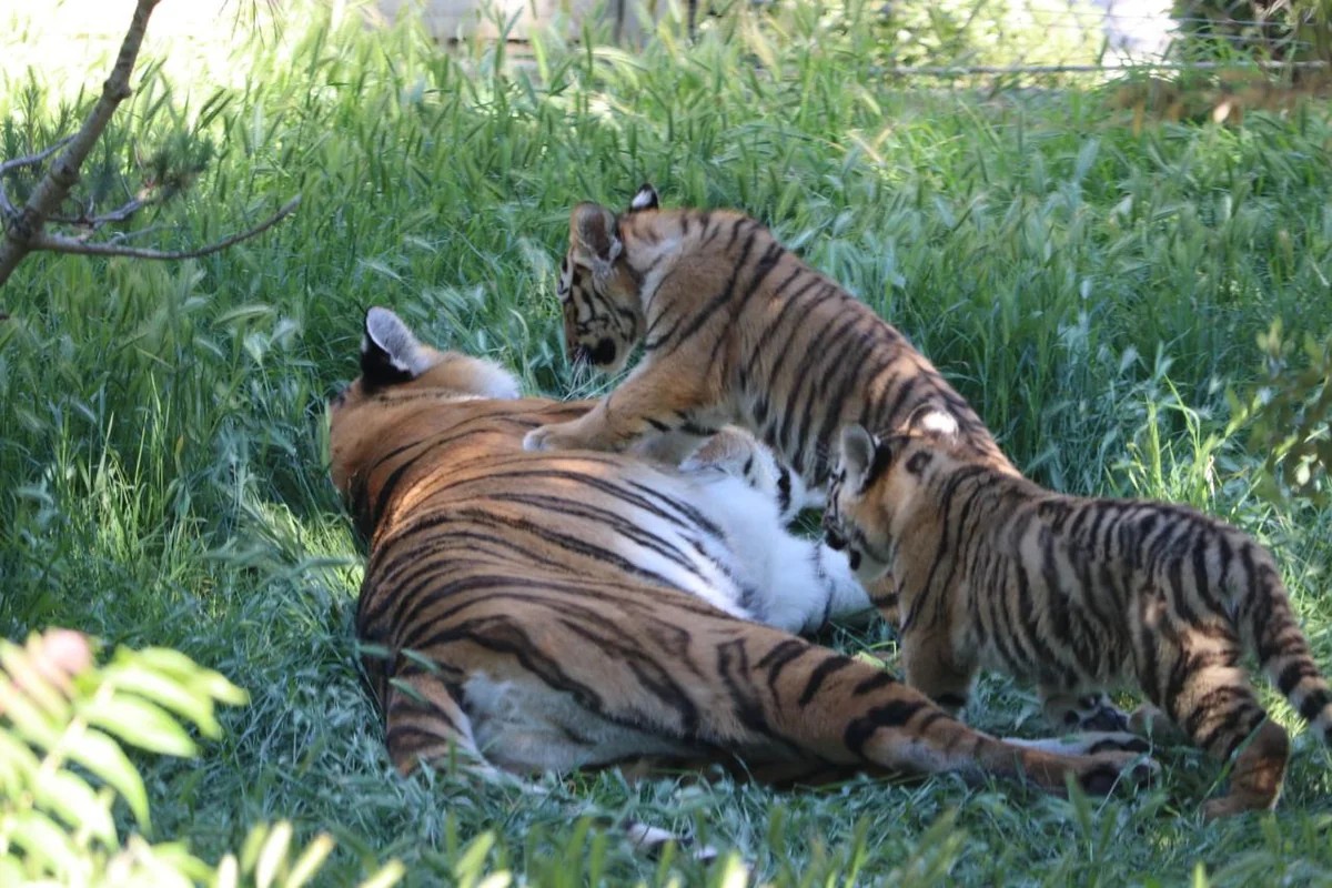 Bakı Zooloji Parkında Amur pələngi balaları dünyaya gəlib - FOTOLAR