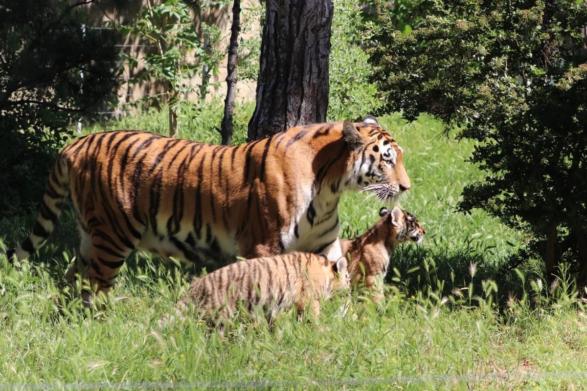 Bakı Zooloji Parkında Amur pələngi balaları dünyaya gəlib - FOTOLAR