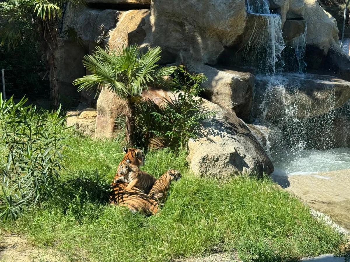 Bakı Zooloji Parkında Amur pələngi balaları dünyaya gəlib - FOTOLAR