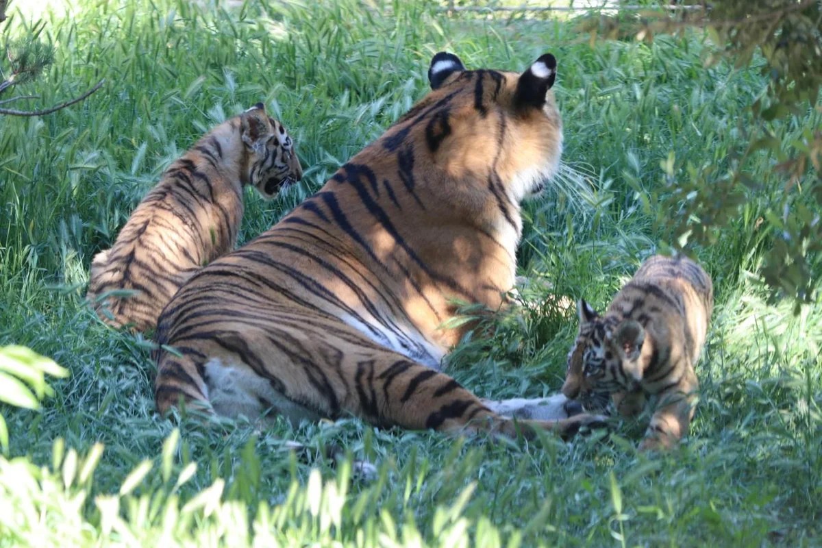 Bakı Zooloji Parkında Amur pələngi balaları dünyaya gəlib - FOTOLAR