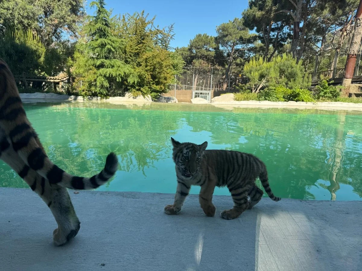 Bakı Zooloji Parkında Amur pələngi balaları dünyaya gəlib - FOTOLAR