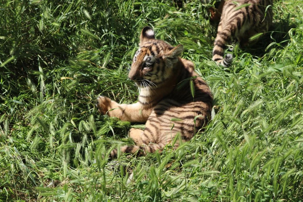 Bakı Zooloji Parkında Amur pələngi balaları dünyaya gəlib - FOTOLAR