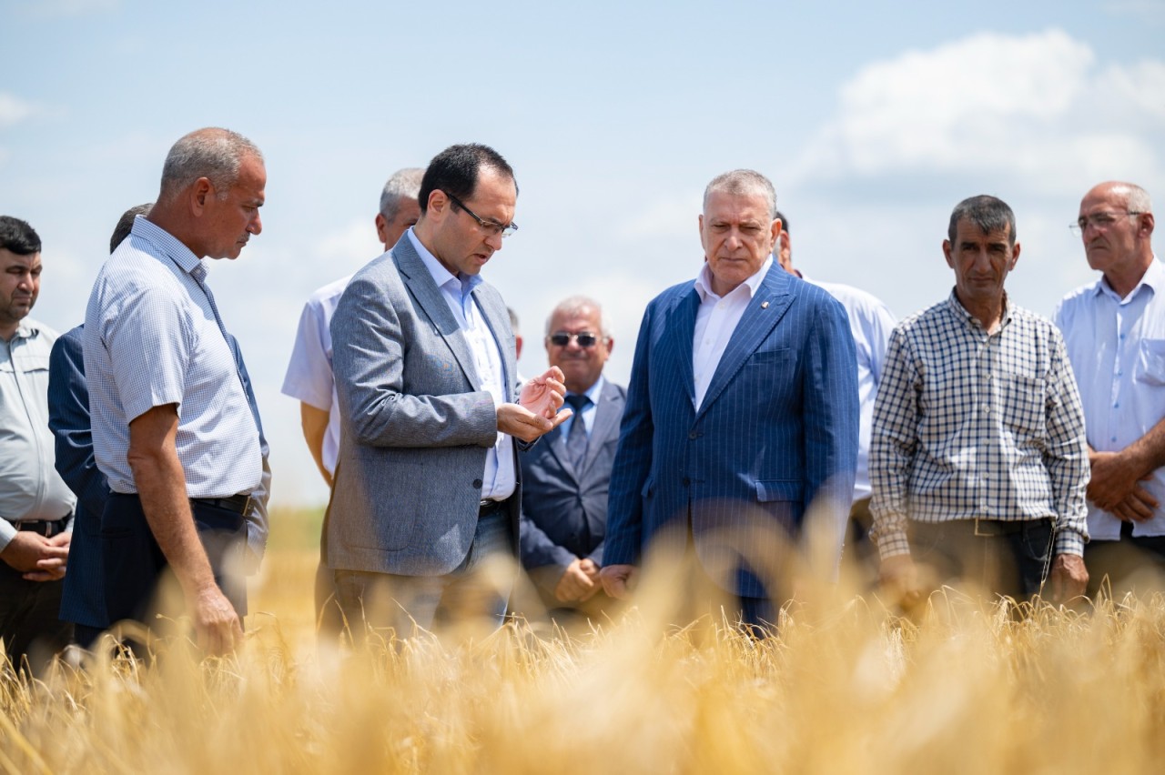 Nazir Sabirabadda kombayn sürdü - FOTOLAR