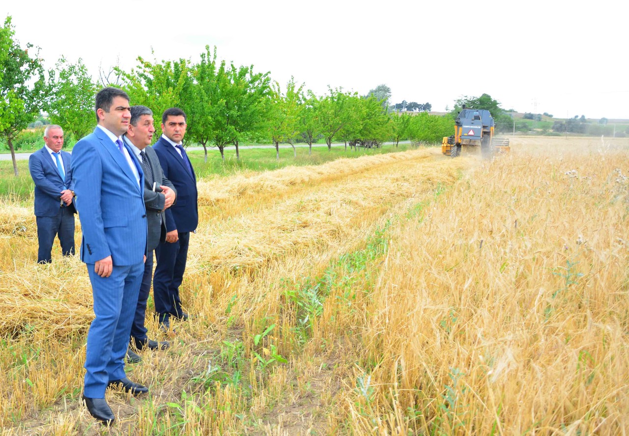 Ağstafada taxıl biçini davam edir - FOTOLAR