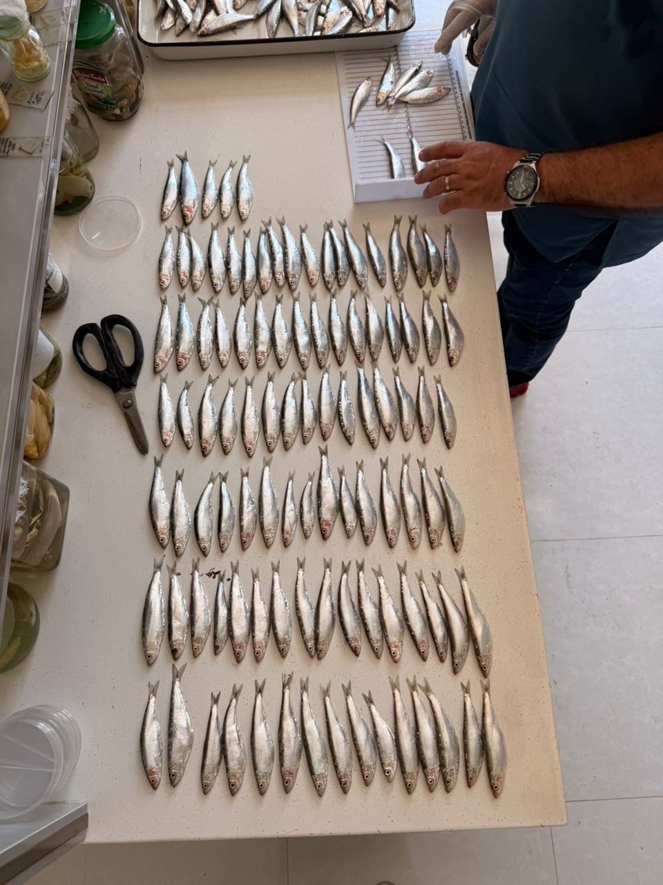 Xəzərdə balıq ehtiyatlarının elmi əsaslarla öyrənilməsi məqsədilə laborator təhlillərə başlanıb (FOTO)