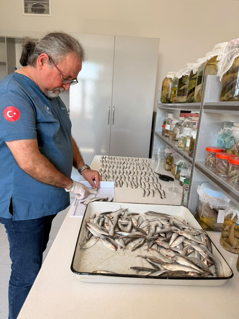 Xəzərdə balıq ehtiyatlarının elmi əsaslarla öyrənilməsi məqsədilə laborator təhlillərə başlanıb (FOTO)