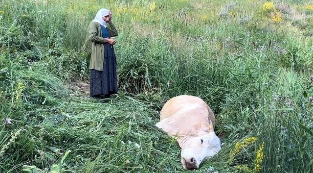 Çarəsizliyin rəsmi... 