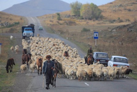 Çobanı avtomobil vuraraq öldürdü - Qazaxda