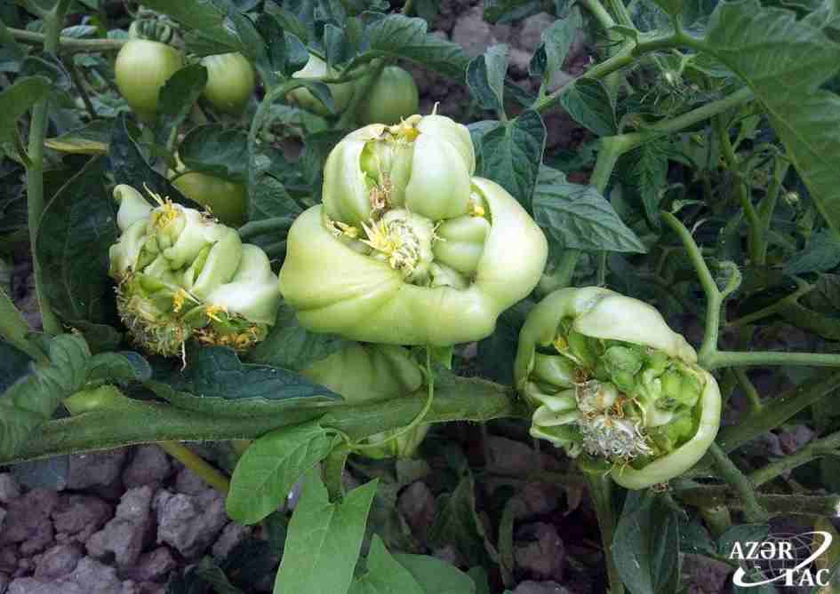 Azərbaycan da qeyri-adi pomidor yetişib: Kələm, yoxsa ekzotik gül? (FOTOLAR)