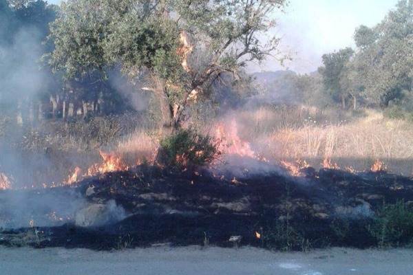 Zaqatalada 150 ədəd fındıq ağacı yandı 