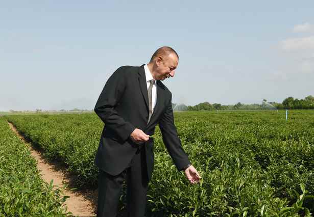 Prezident Yaşıl Çay plantasiyasında -   Yaxşı maaş verilir? (FOTOLAR)