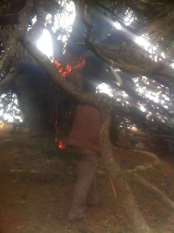 Kənd sakini 800 illik müqəddəs ağacı yandırdı -  FOTO
