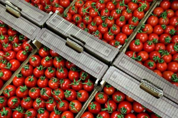 Pomidor ixracı üçün subsidiyalar verilə bilər 
