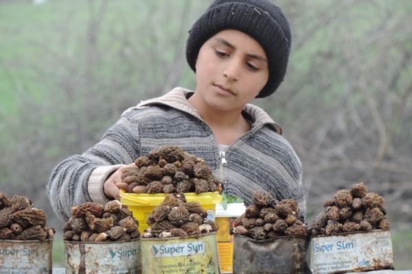 Azərbaycanda kiloqramı 35 manata satılan göbələk -  FOTOLAR