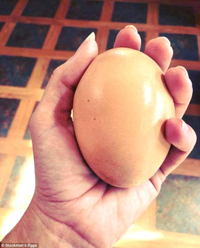Yumurtanın içindən yumurta çıxdı -  FOTOLAR