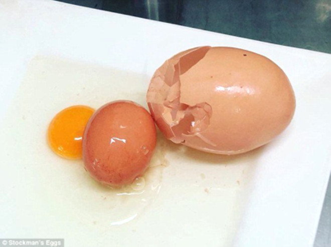 Yumurtanın içindən yumurta çıxdı -  FOTOLAR